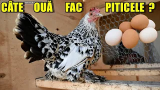 Câte ouă iau pe zi de la toate găinușele mele pitice ? 🐔🐔🐣