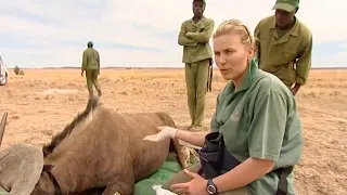 Wildebeest Health Check | Vet Safari | BBC Earth