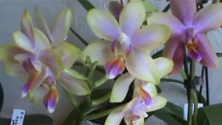 Фаленопсисы Лиодоро и Биондоро. Немного цветущего.