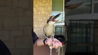 The iconic vocalization of the laughing kookaburra