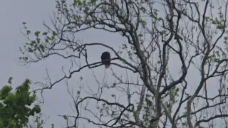 Dad eagle perched west of nest in perch tree.
