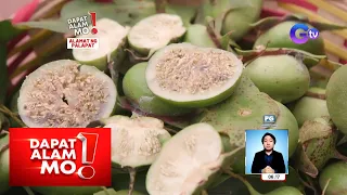 Nakatikim ka na ba ng palapat o mangrove apple? | Dapat Alam Mo!