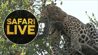 safariLIVE - Sunset Safari - July 5, 2018
