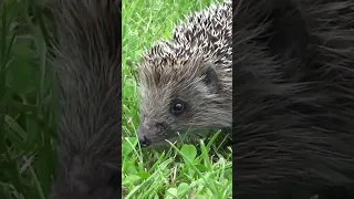 HEDGEHOG SQUEAKING | Sound Effect [High Quality] #soundeffects #subscribe #hedgehog #remington