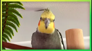 This Will Get Your Bird Excited | The Bird Sanctuary | 2hrs of Playing