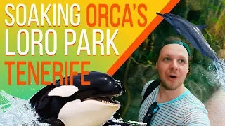 Loro Parque 2019 Review Tenerife - Should You Visit this?