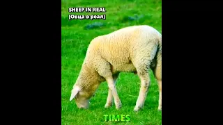 SHEEP IN TEKE MEN KOSHKAR