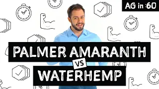 Ag in :60 - Palmer Amaranth vs Waterhemp