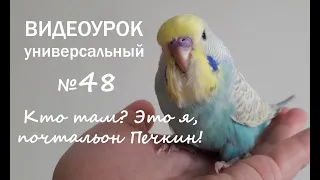 🎧 Учим попугая говорить. Урок № 48: "Кто там? Это я  - почтальон Печкин!"