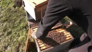 Blick ins Bienenvolk im März