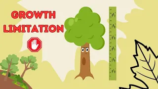 why can't trees grow taller? the limiting factors of tree growth