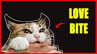 If Your Cat Bites You, Here's What It Really Means | Why Does My Cat Bite Me When I Pet Him?