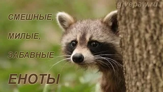 Смешные и прикольные еноты - забавные животные. Funny raccoon - cute animals