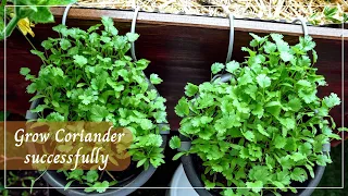 My Trick to Germinate Coriander Seeds Fast