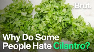 Why Do Some People Hate Cilantro?
