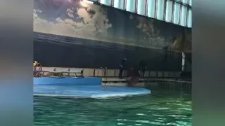 Поход в дельфинарий СПб