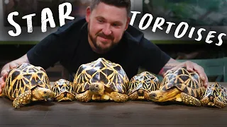 LEARN ABOUT STAR TORTOISES!