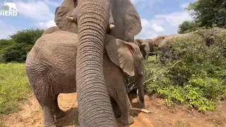 Elephant Klaserie Showers Khanyisa in Affection & the Herd Go Walking!