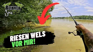 Riesen #Wels schwimmt auf #Angler zu 😱 l #Spinnfischen auf #Waller