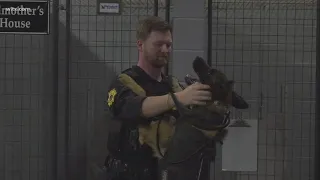 Richland County Sheriff's Department K-9 Kobe is back at work