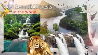 Top 10 Most Beautiful Forests in the World 2023 - Infoverse