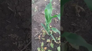 Первая листовая подкормка по подсолнечнику и кукурузе 23 мая 2023 год