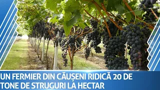 Un fermier din Căușeni ridică 20 de tone de struguri de pe un hetar Vezi secretul