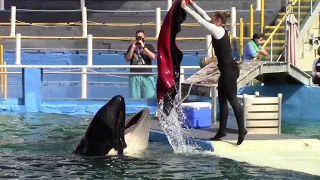 Trainers Play with Lolita and Li'i (Seen at Miami Seaquarium on 1/15/21)