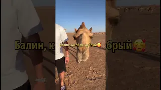 Литвин и верблюд 🐫🤣🤣🤣 #рек #литвин #shorts #подпишись