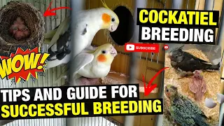HOW TO BREED COCKATIEL