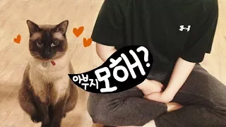 Siamese cat that stalks the servant wherever he goes