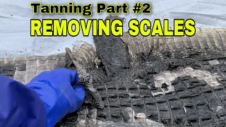 How to Tan Alligator Hide into Leather Part #2 ( Using LIME to remove the Scales from the skin )