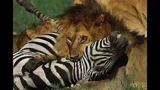 Lion vs Zebra Real fight ➤ Con mồi đánh trả Animals attack and hunt failed 2017