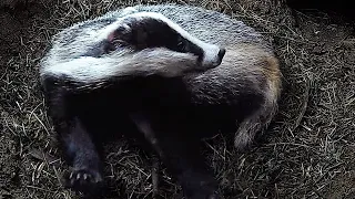 Adorable Badger's Bedtime Routine | Badger | Robert E Fuller