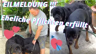 Rottweiler, der Deckakt hat doch noch geklappt. Die zwei Hängen, was das heißt alles wieder beim Uwe