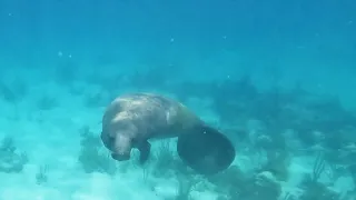 Snorkeling Moho Caye Placencia Belize