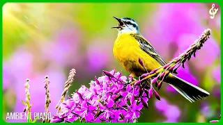 Beautiful Relaxing Music With Bird Sounds 🦜 Positive Energy, Morning Music, Study and Work