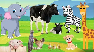AMAZING ANIMAL SOUNDS - Cow, Cat, Chimpanzee, Lion, Tiger, Cobra, Kitten, Pig, Buffalo, & More