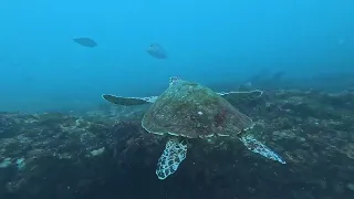 New Year’s Eve Scuba Dive - Aliwal Shoal, South Africa