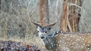 Day 114 of 180 Days Around the World Cruise - Nagarhole National Park India