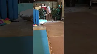 A cockatoo and his basement play space!