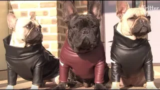 Welsh Corgis VS French Bulldogs | Kritter Klub