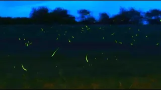 Thousands of Fireflies - Michigan 6-22-17