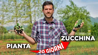 Coltivare ZUCCHINE: in 20 giorni il PRIMO RACCOLTO