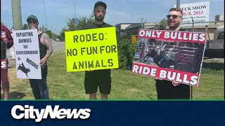 Protestors gather at Surrey's Cloverdale Rodeo claiming animal abuse