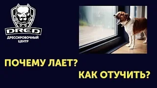 Собака лает в квартире!Как отучить собаку лаять в квартире  когда осталась сама?воет в квартире|