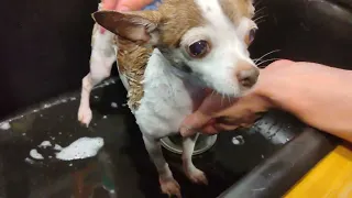How to Deshed a Chihuahua