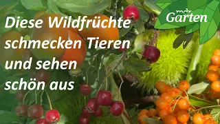 Wildfrüchte: Leckerbissen für Vögel und andere Tiere | MDR Garten