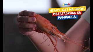 Heavy-gat na hipon, matatagpuan sa Pampanga! | I Juander