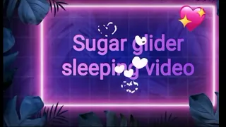 The cute sugar glider sleeping